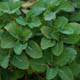 Detail-Infos